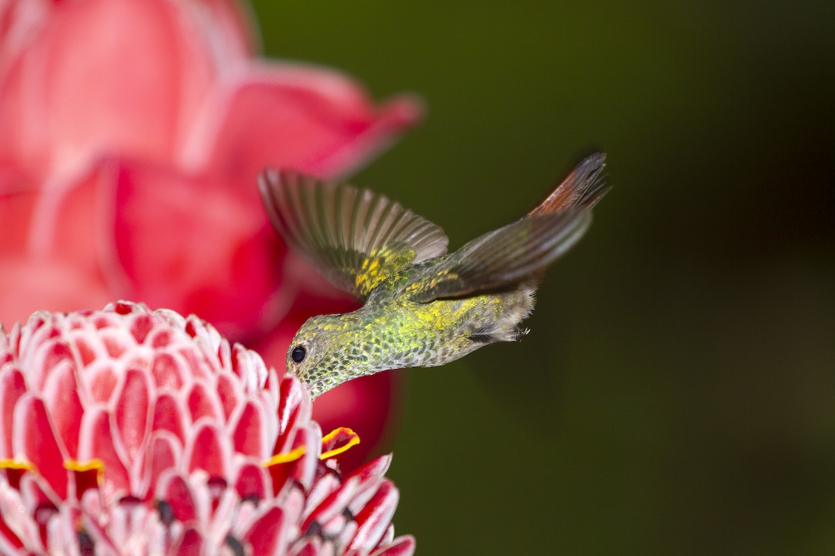 Rufous-tailed Hummingbird - ML493814991