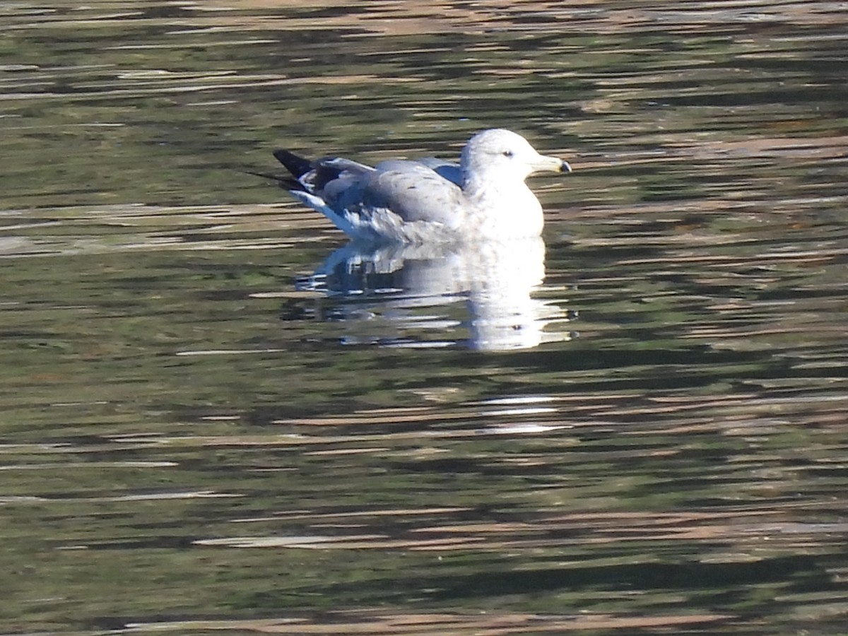 Ring-billed Gull - Ron Youngs