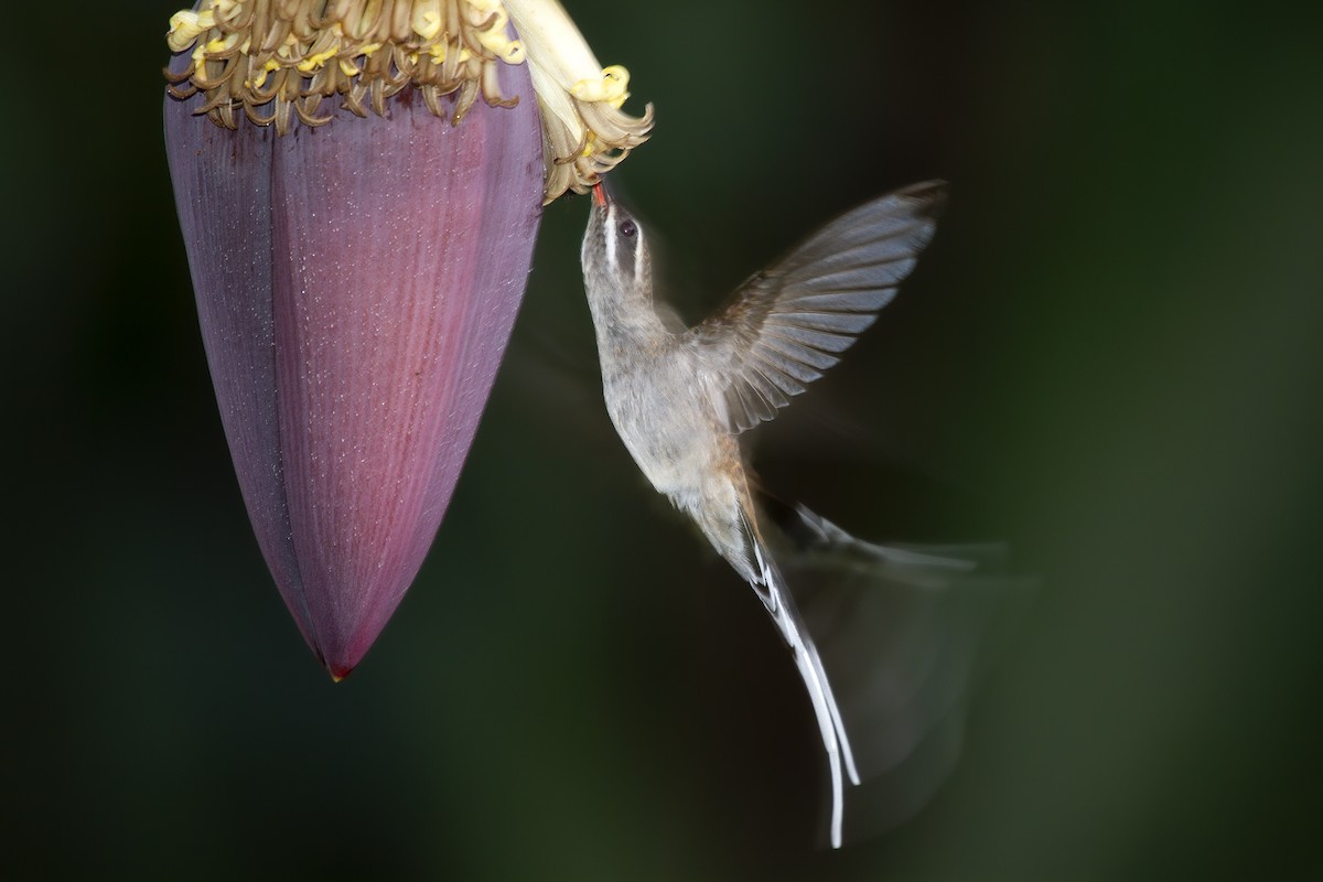 Серобрюхий колибри-отшельник - ML493815811