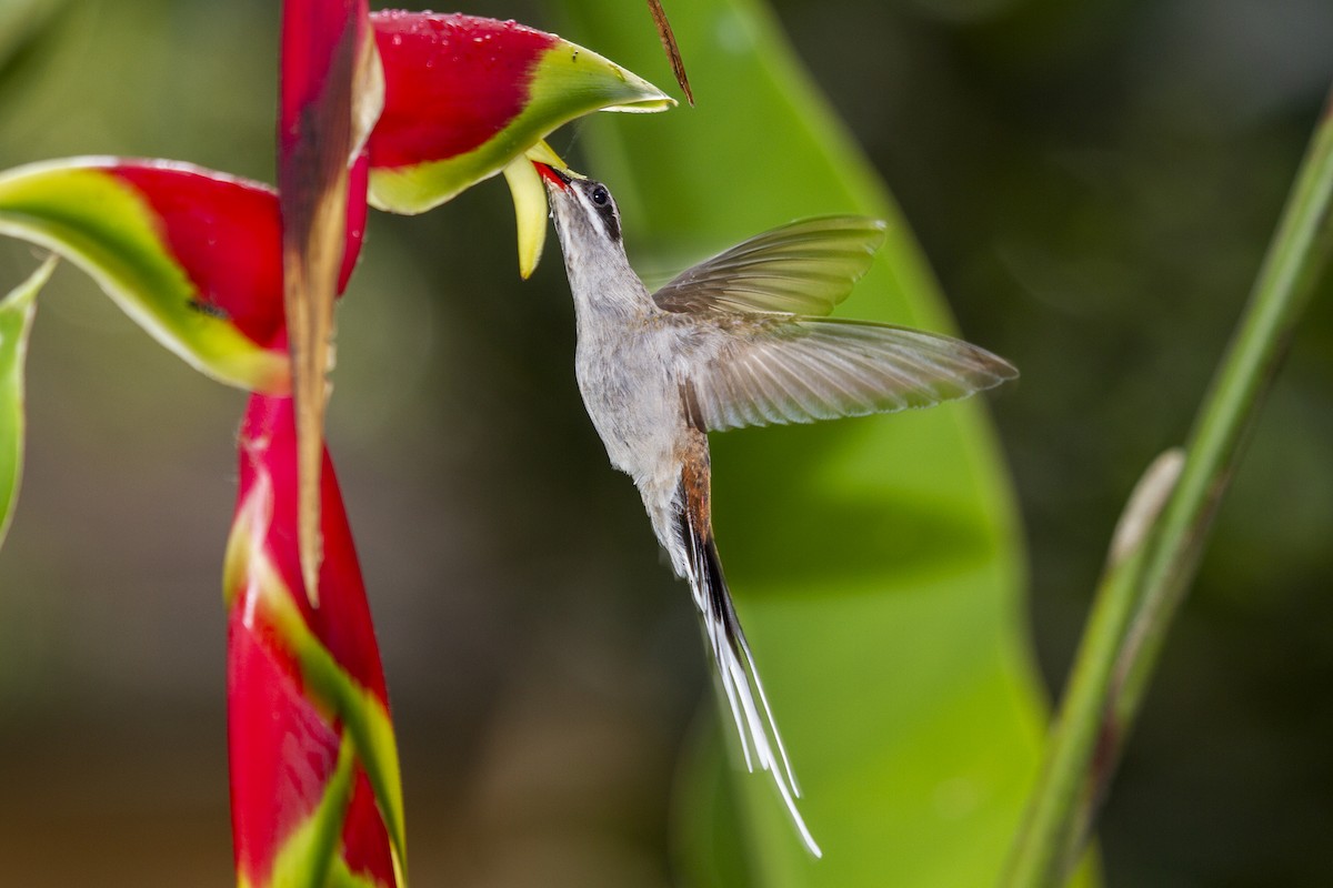 Sooty-capped Hermit - ML493816781