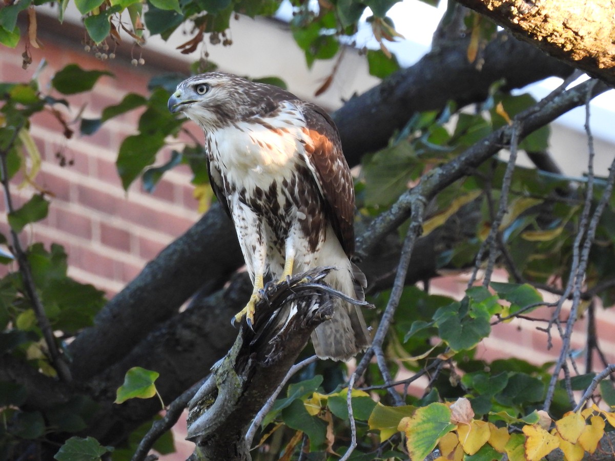 Red-tailed Hawk - ML493817051