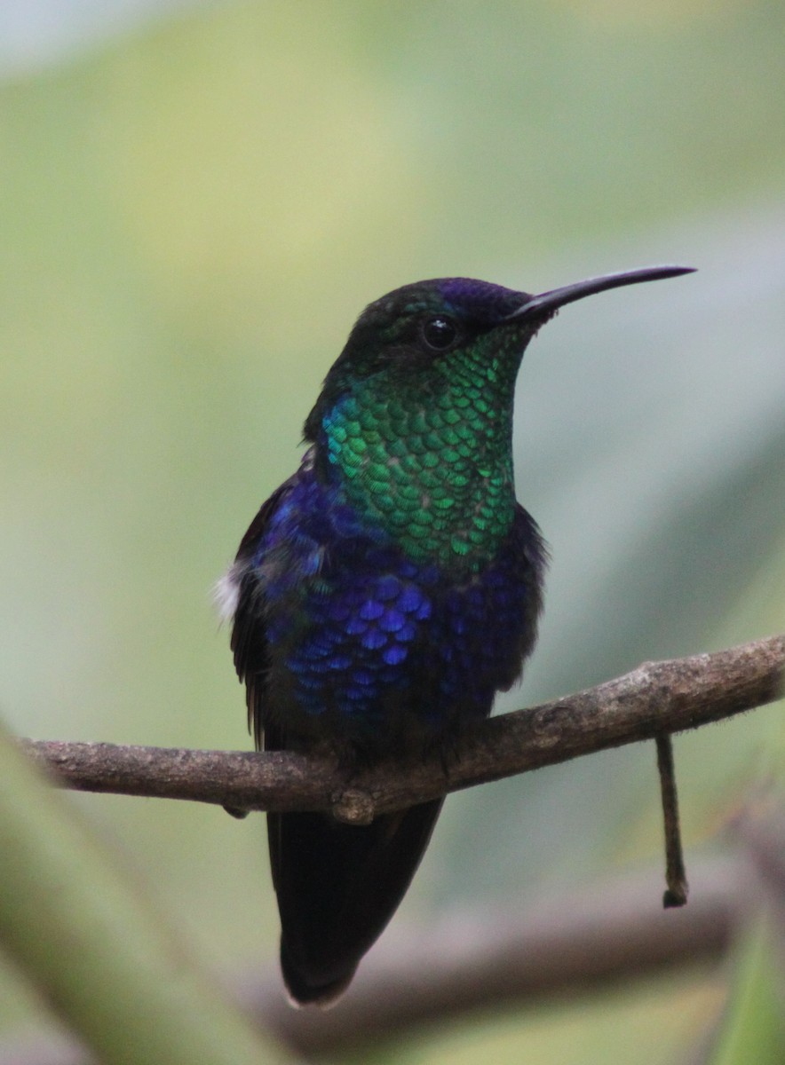 kolibřík vidloocasý (ssp. colombica/rostrifera) - ML49381881