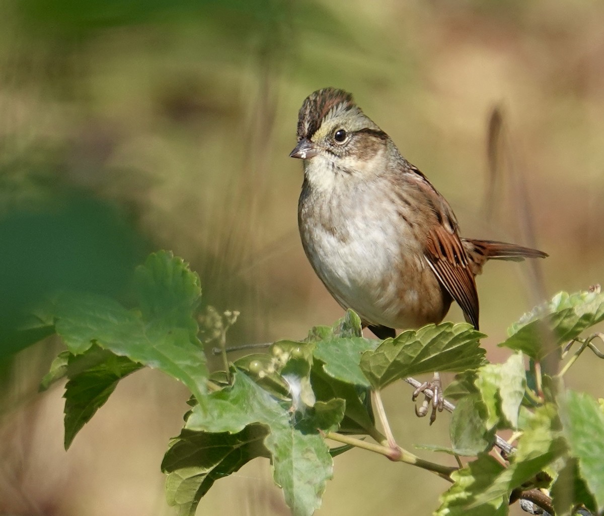 Swamp Sparrow - Frank Witebsky