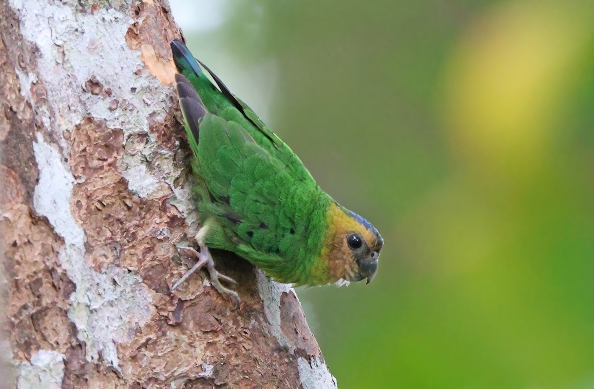 Buff-faced Pygmy-Parrot - ML493820091