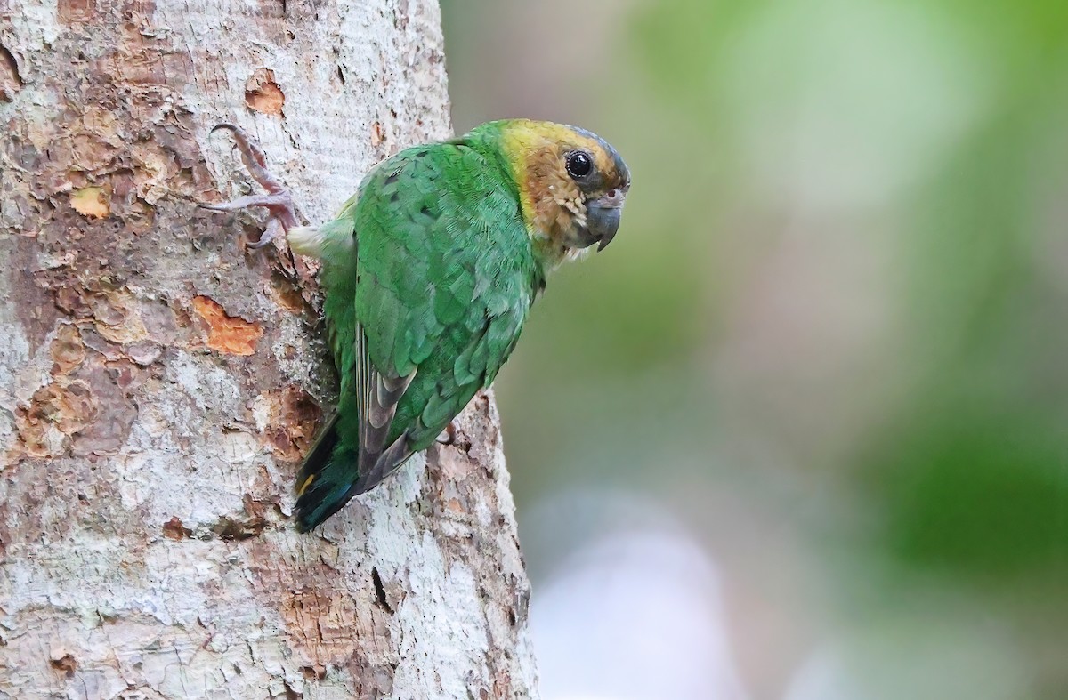 Buff-faced Pygmy-Parrot - ML493820111
