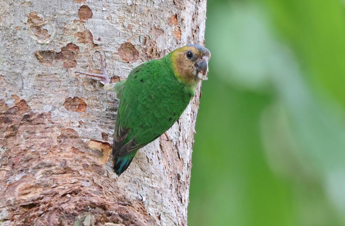 Buff-faced Pygmy-Parrot - ML493820131