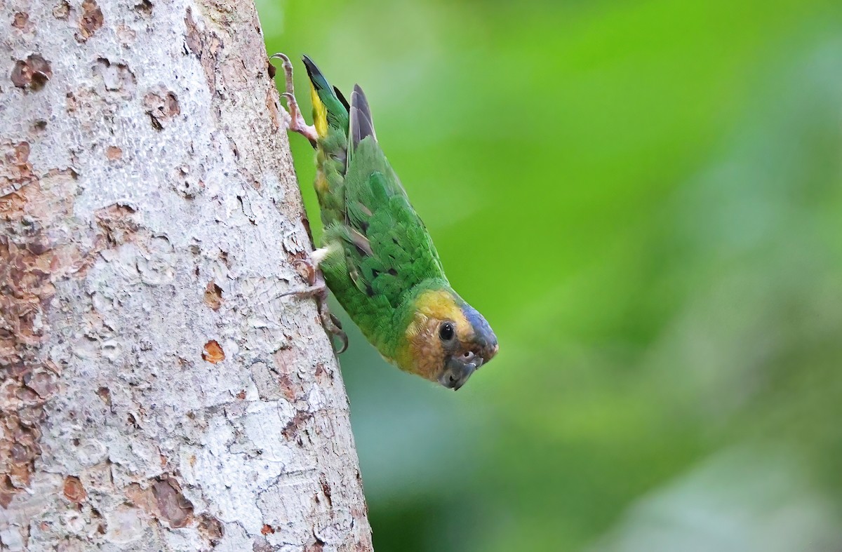 Buff-faced Pygmy-Parrot - ML493820141