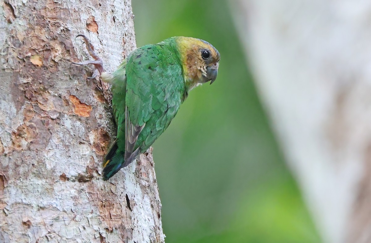 Buff-faced Pygmy-Parrot - ML493820151