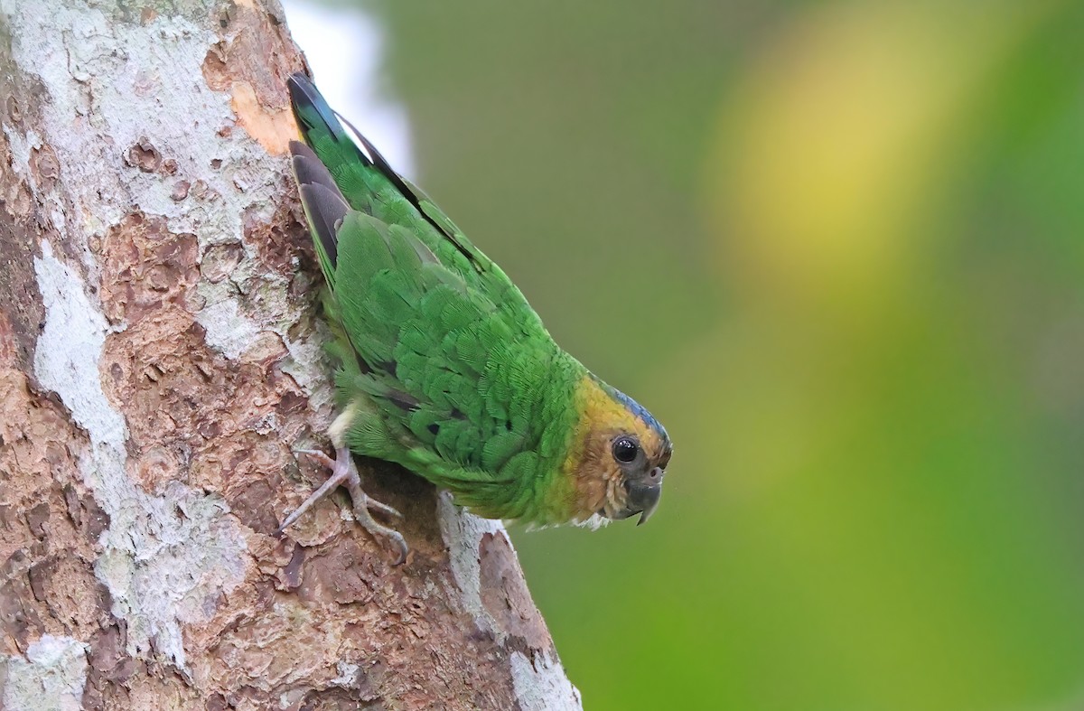 Buff-faced Pygmy-Parrot - ML493820161