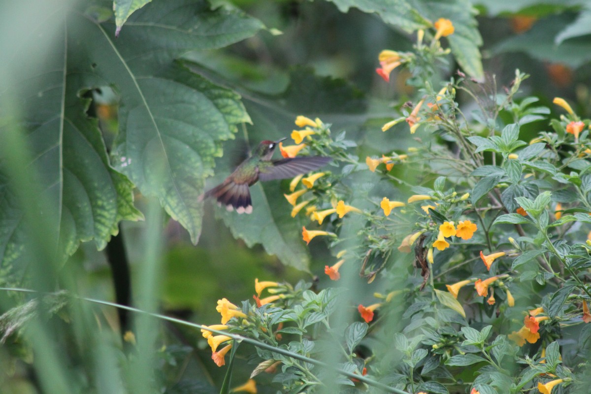 kolibřík hnědotemenný - ML49382031
