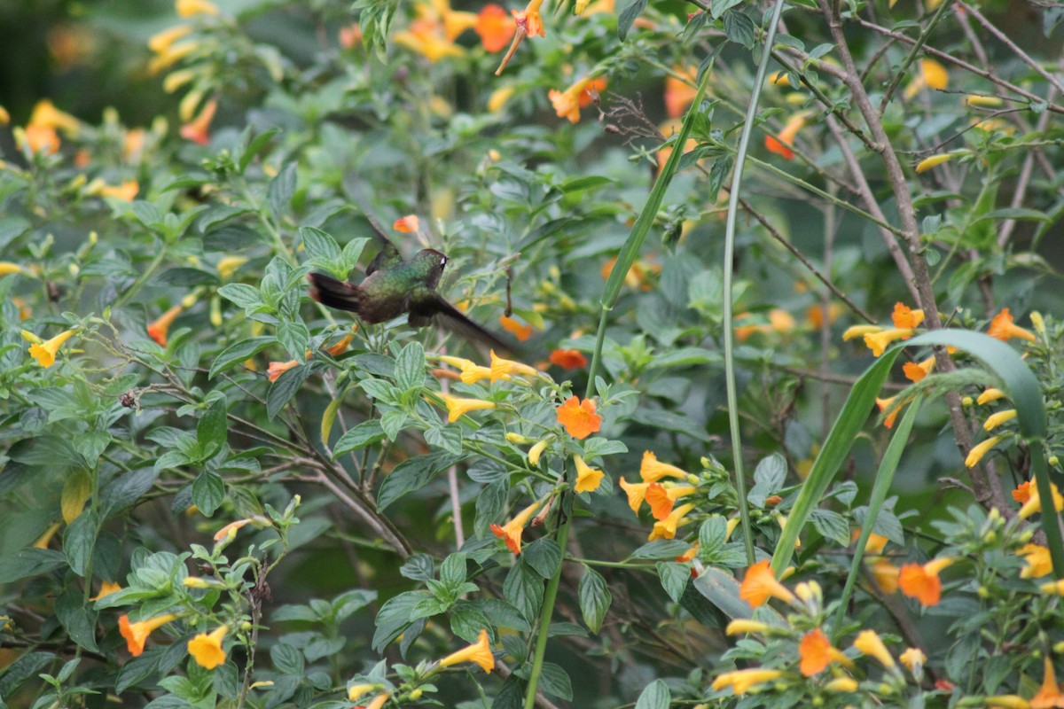 kolibřík hnědotemenný - ML49382181