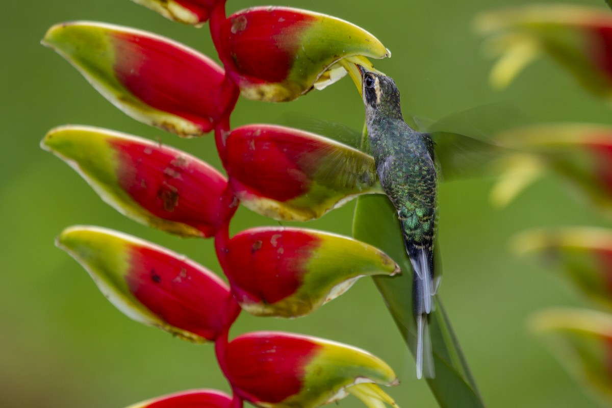 Зелёный колибри-отшельник - ML493821981