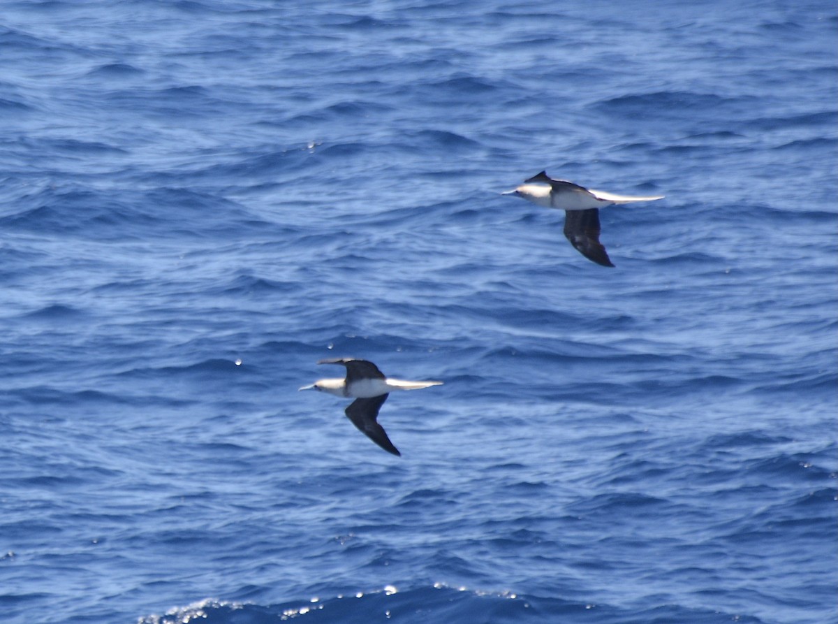 Red-footed Booby - ML493824041