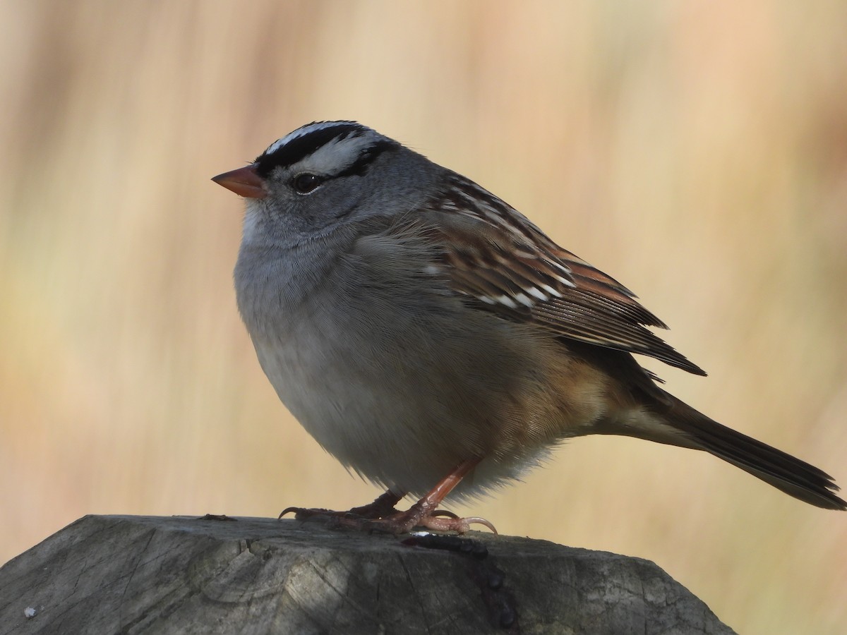 White-crowned Sparrow - Ben Yeasting