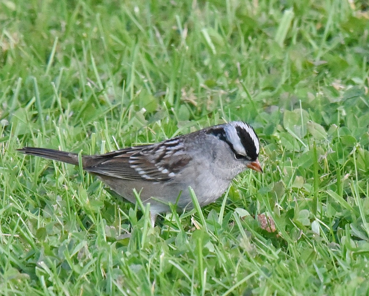 White-crowned Sparrow - ML493833581