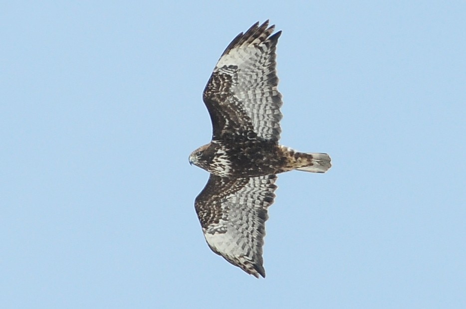 Red-tailed Hawk (Harlan's) - ML49383441