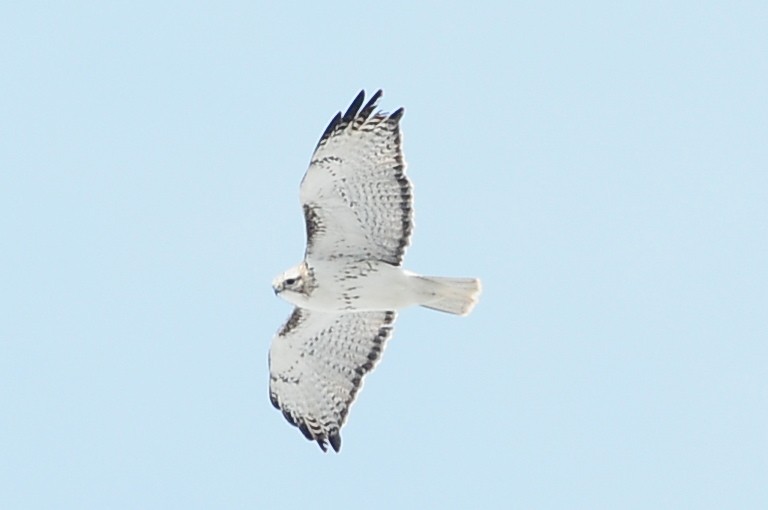 Red-tailed Hawk (Harlan's) - ML49383461