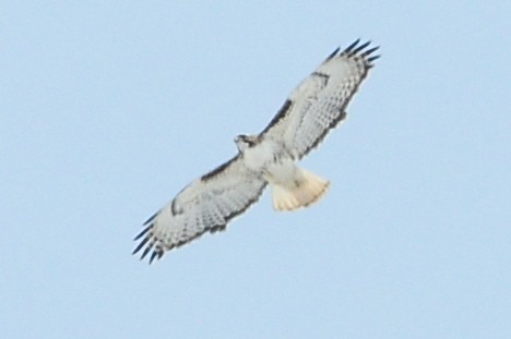 Red-tailed Hawk (Harlan's) - ML49383481