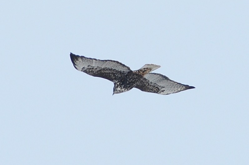 Red-tailed Hawk (Harlan's) - ML49383501