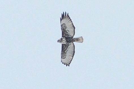Red-tailed Hawk (Harlan's) - ML49383531