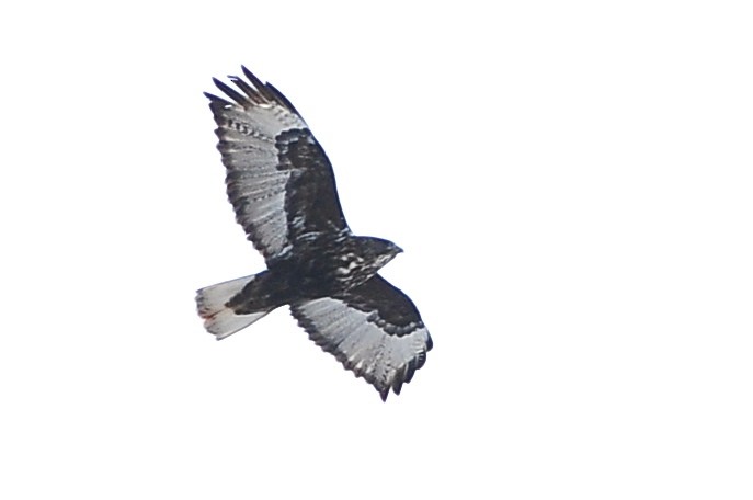 Red-tailed Hawk (Harlan's) - ML49383541