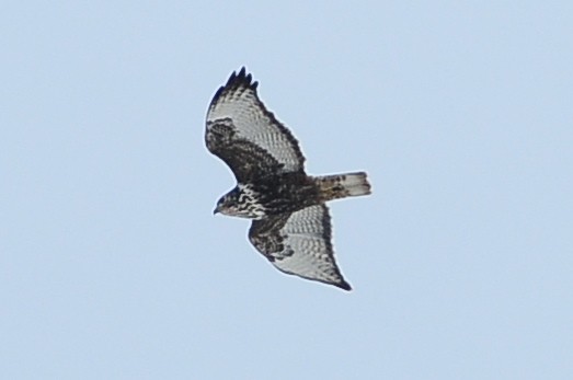 Red-tailed Hawk (Harlan's) - ML49383591
