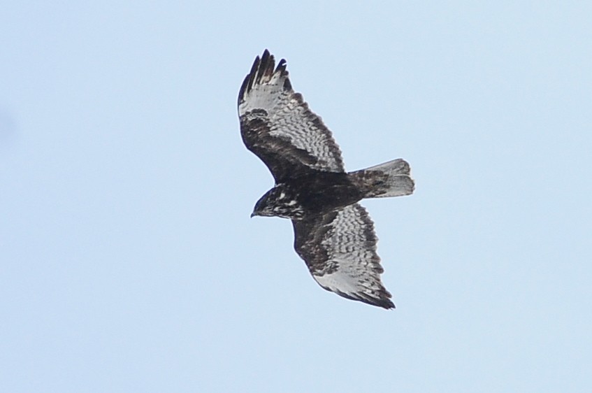 Red-tailed Hawk (Harlan's) - Karl Bardon
