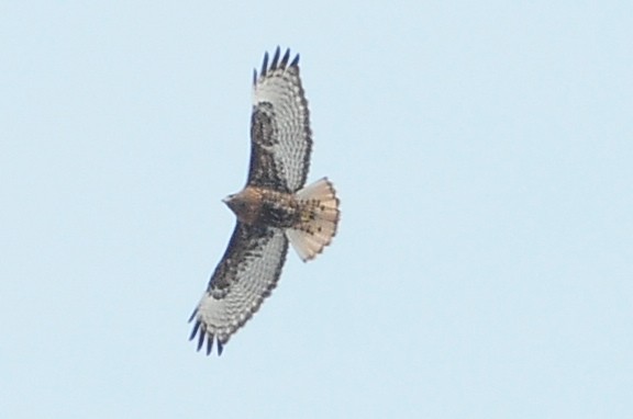 Red-tailed Hawk (abieticola) - ML49383651