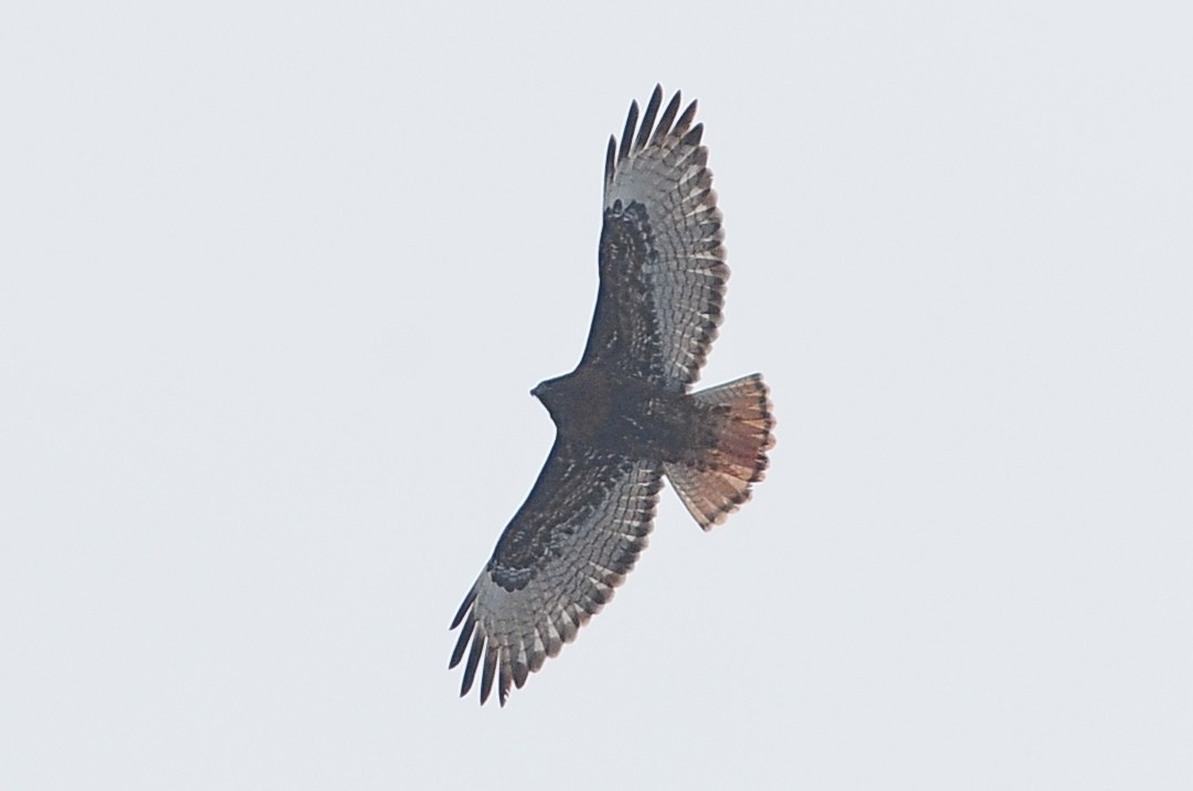 Red-tailed Hawk (abieticola) - Karl Bardon
