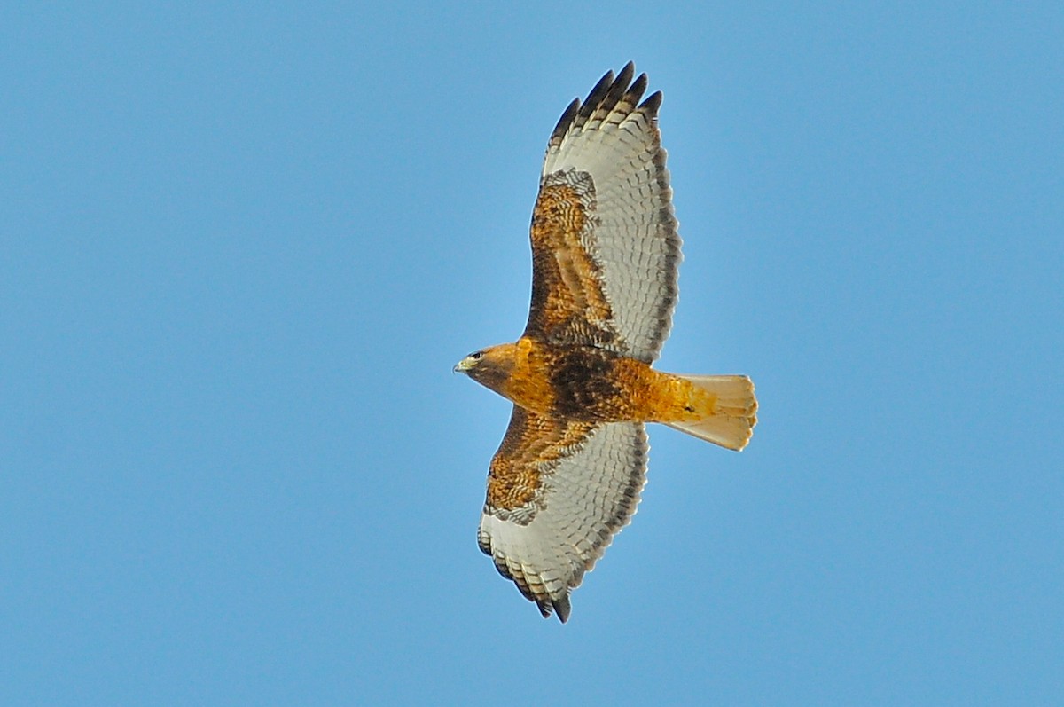 Red-tailed Hawk (abieticola) - ML49383721