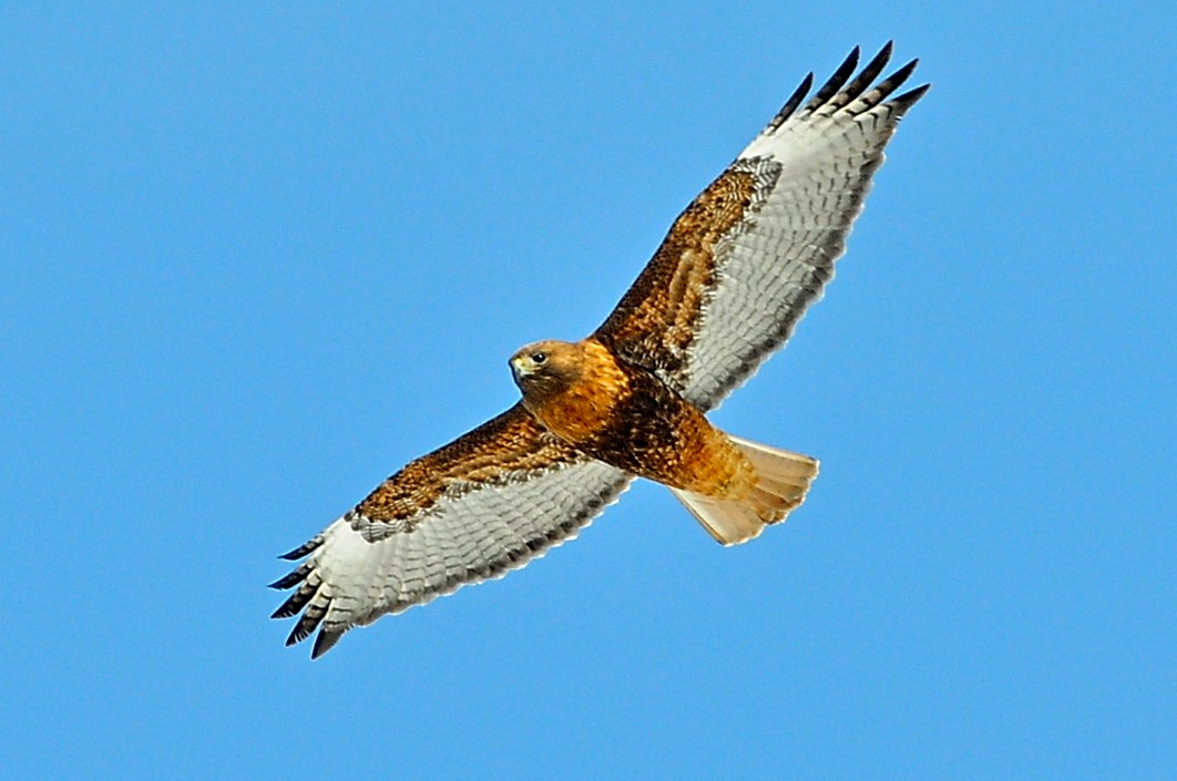 Red-tailed Hawk (abieticola) - ML49383731