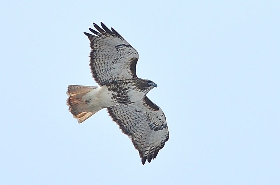 Red-tailed Hawk (abieticola) - ML49383761