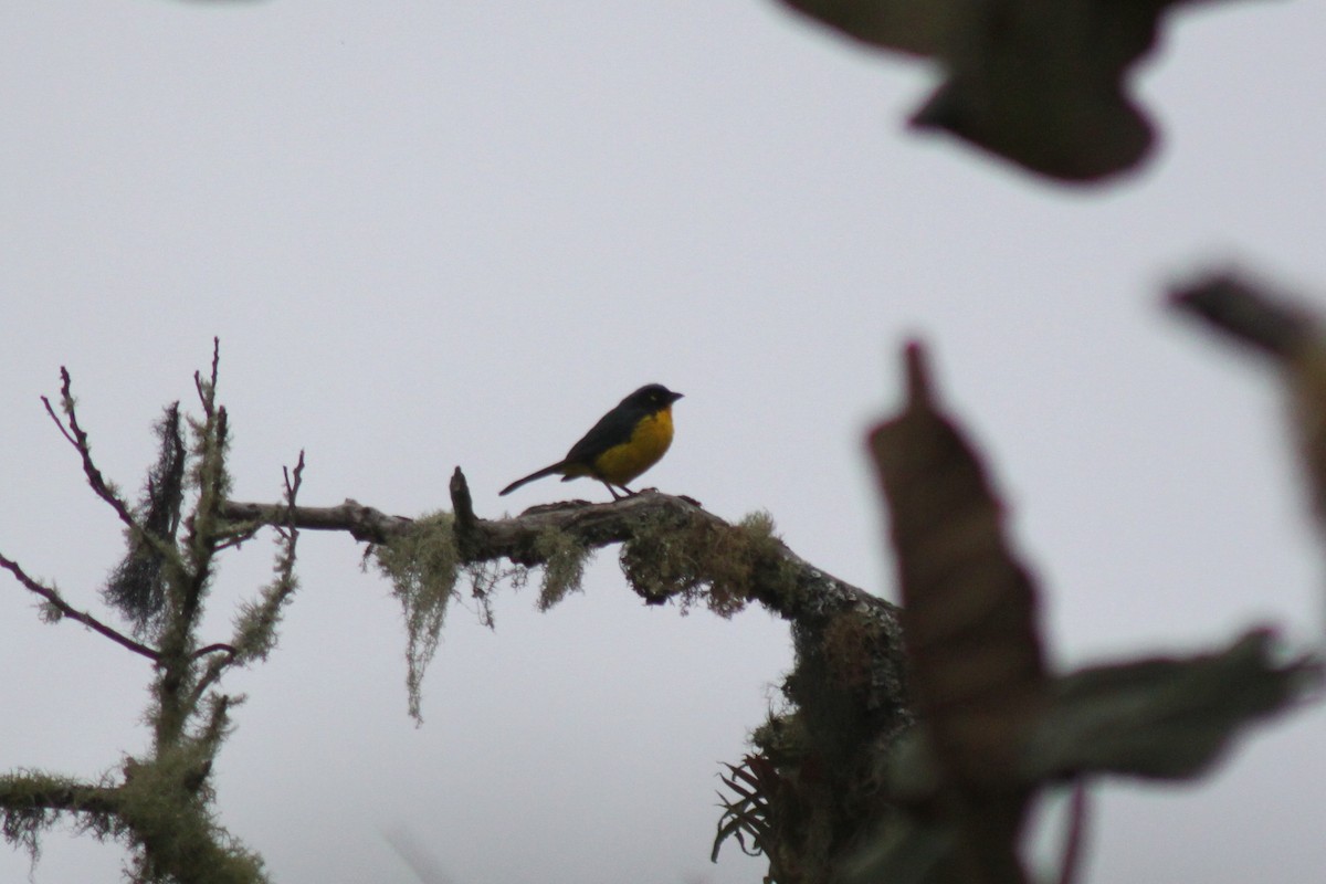 Black-cheeked Mountain Tanager - ML49383871