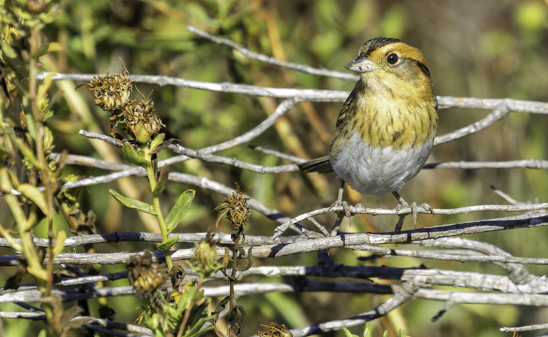 Chingolo de Nelson (nelsoni/alter) - eBird