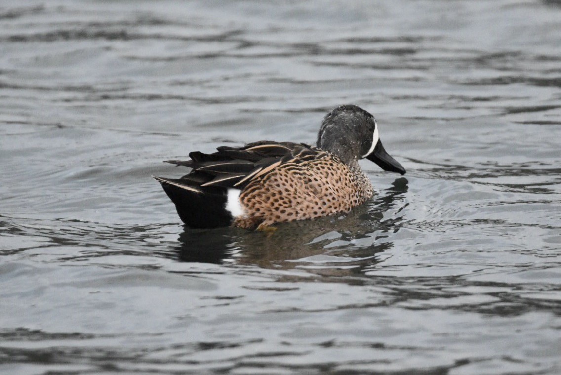 Blue-winged Teal - ML49384451