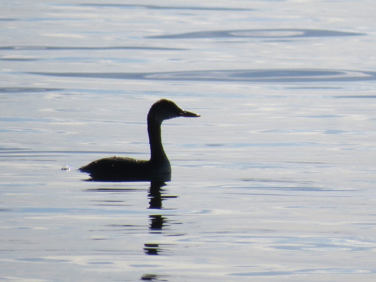 Red-necked Grebe - ML493845351