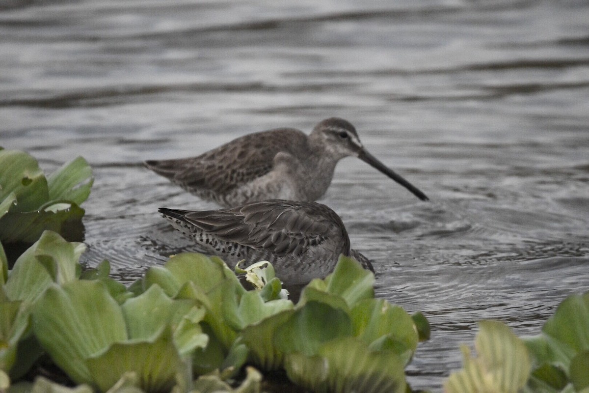 Long-billed Dowitcher - ML49384921