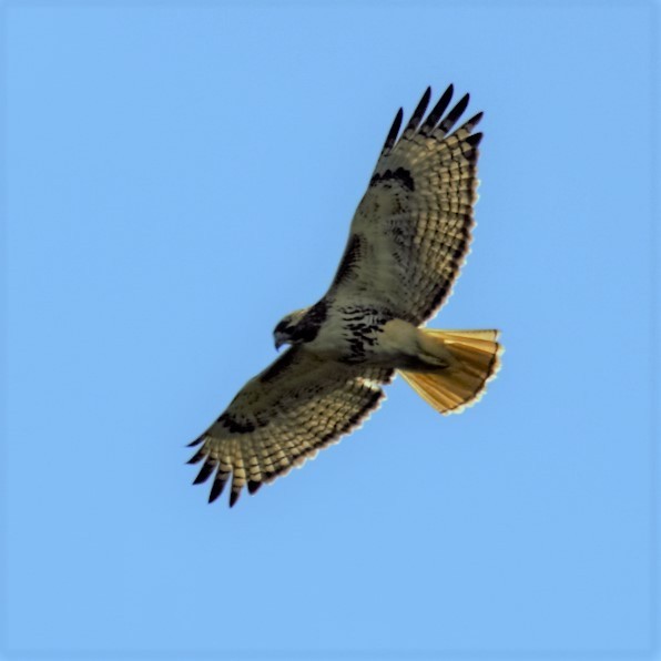 Red-tailed Hawk - ML49385041