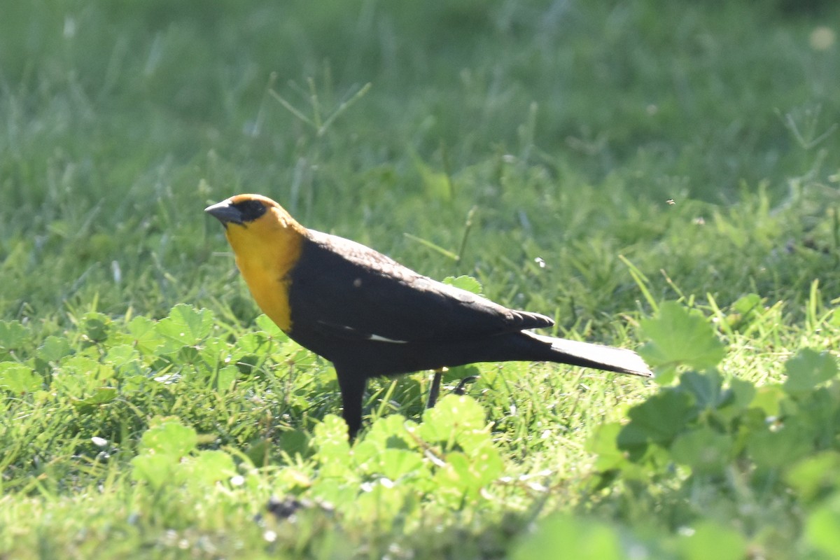 Yellow-headed Blackbird - ML493852581