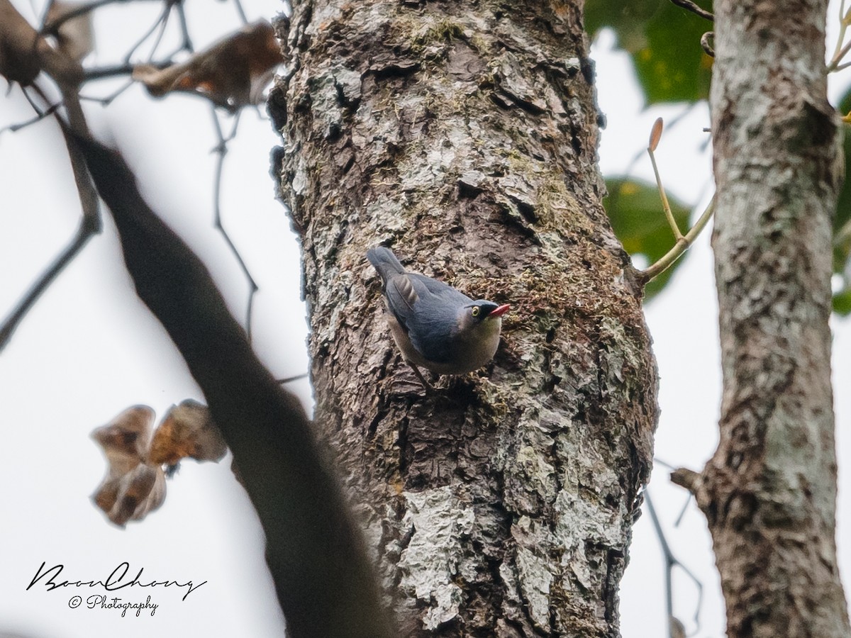 Velvet-fronted Nuthatch - ML493854371