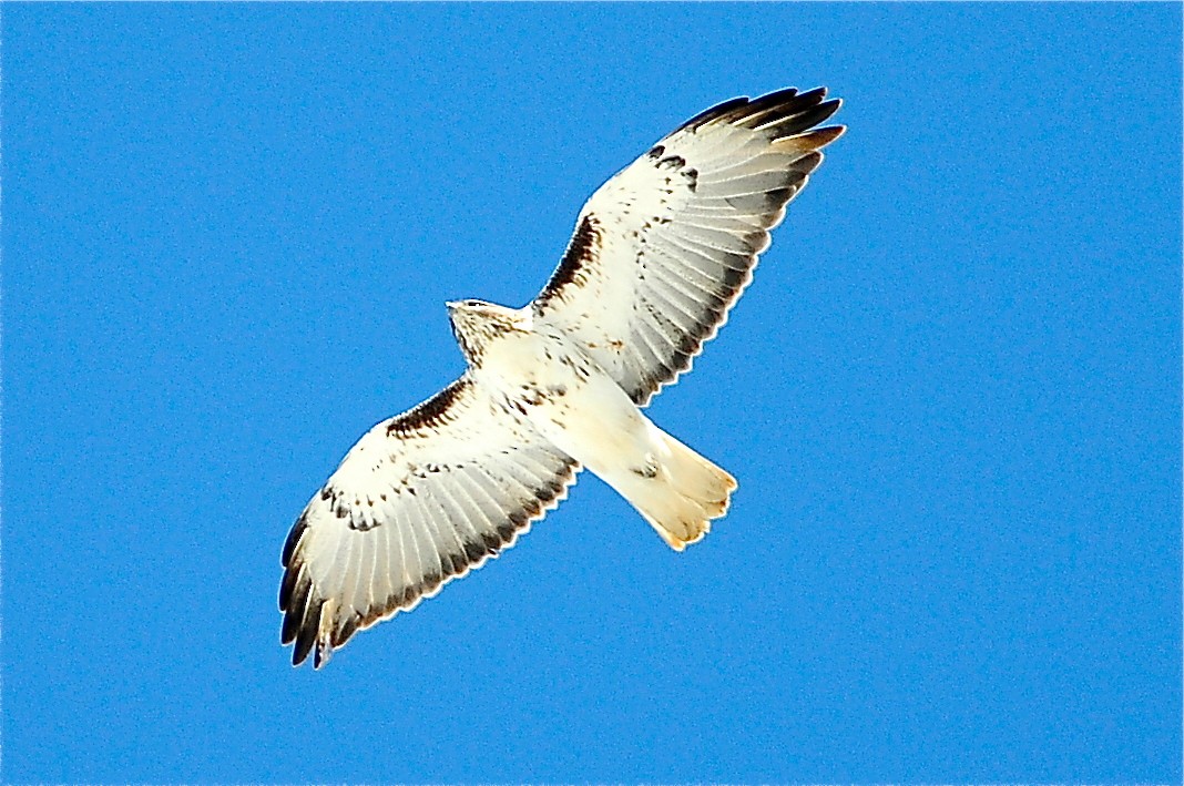 Red-tailed Hawk (Harlan's) - ML49385481