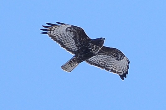 Red-tailed Hawk (Harlan's) - ML49385501