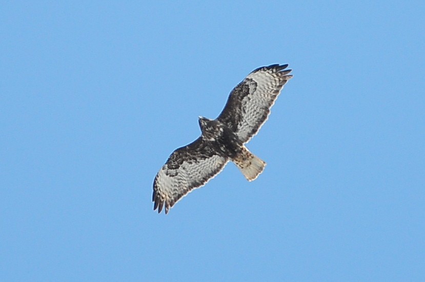 Red-tailed Hawk (Harlan's) - ML49385601