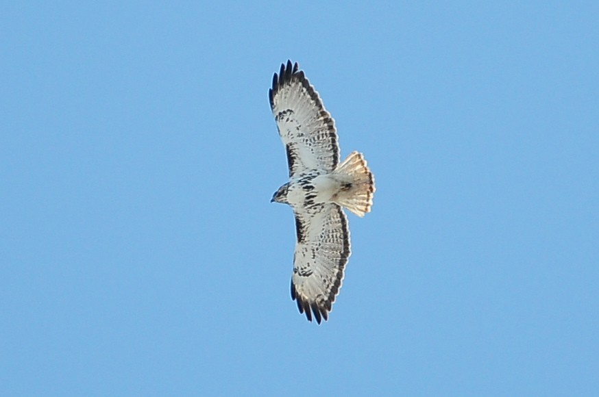 Red-tailed Hawk (Harlan's) - ML49385631