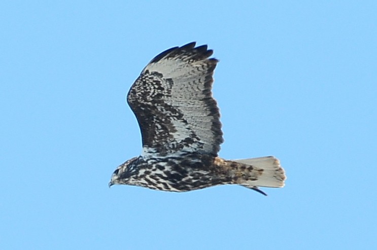 Red-tailed Hawk (Harlan's) - ML49385791