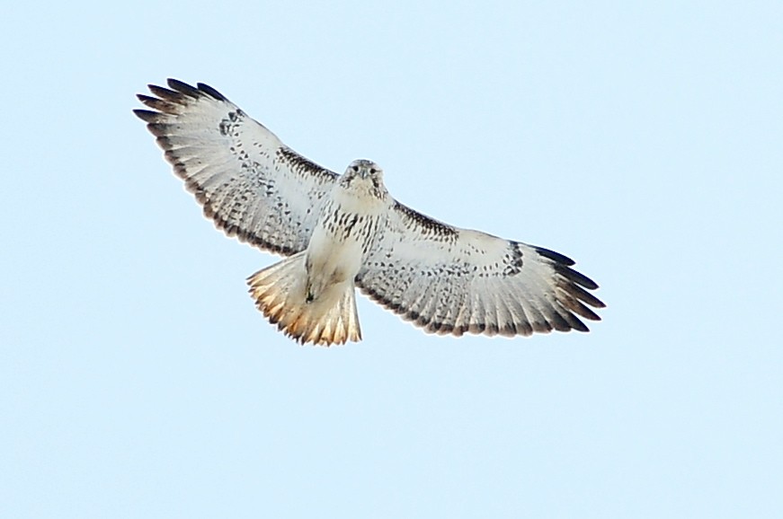 Red-tailed Hawk (Harlan's) - ML49385911