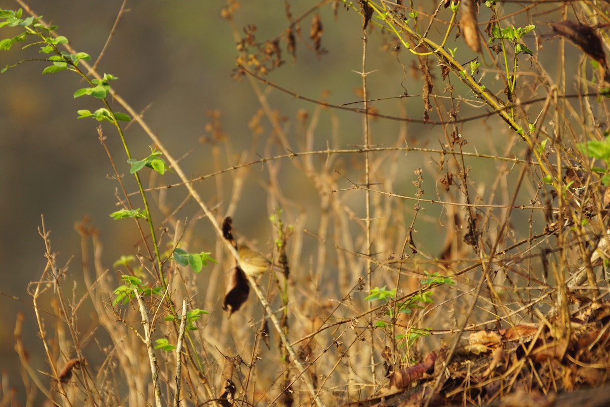 Common Tailorbird - Nevine Jacob