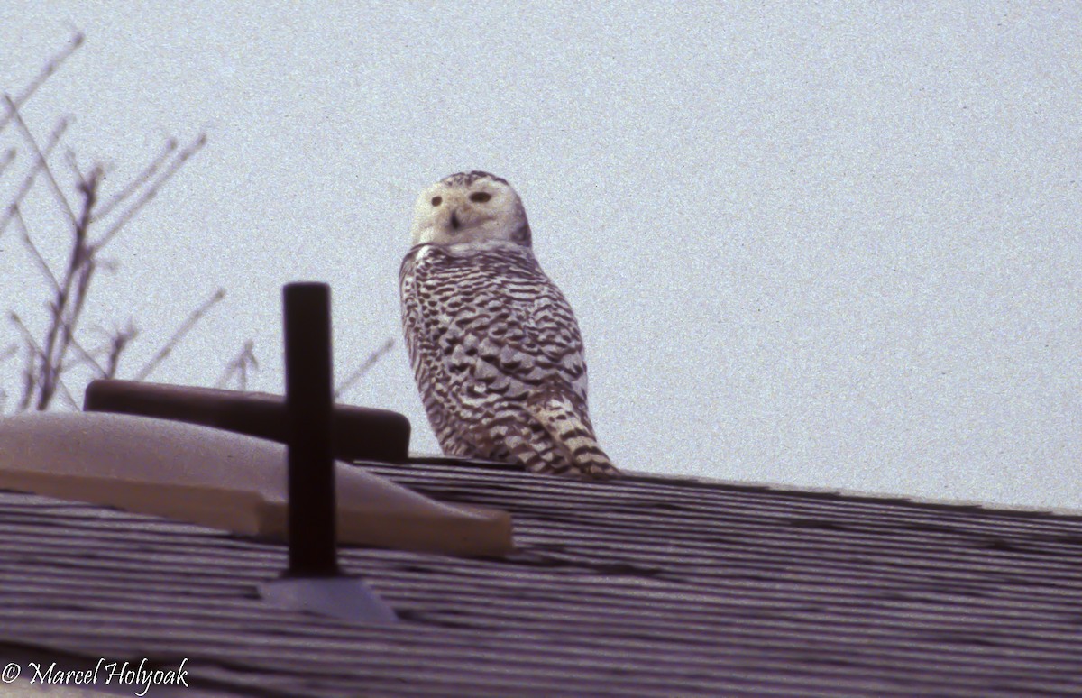 Snowy Owl - ML493859611