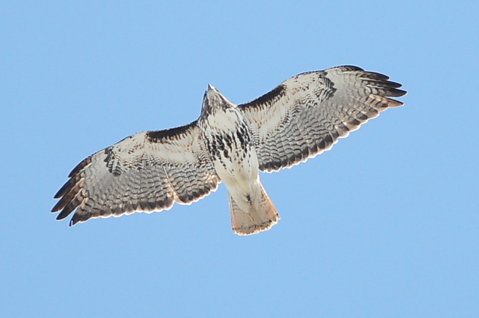 Red-tailed Hawk - ML49385971