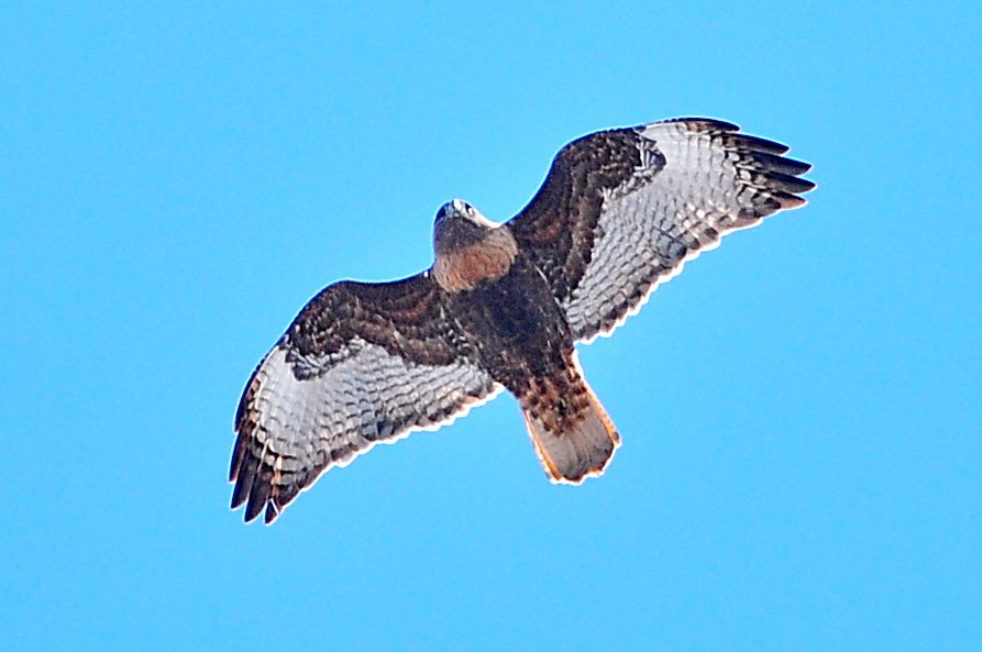 Red-tailed Hawk (abieticola) - ML49386111